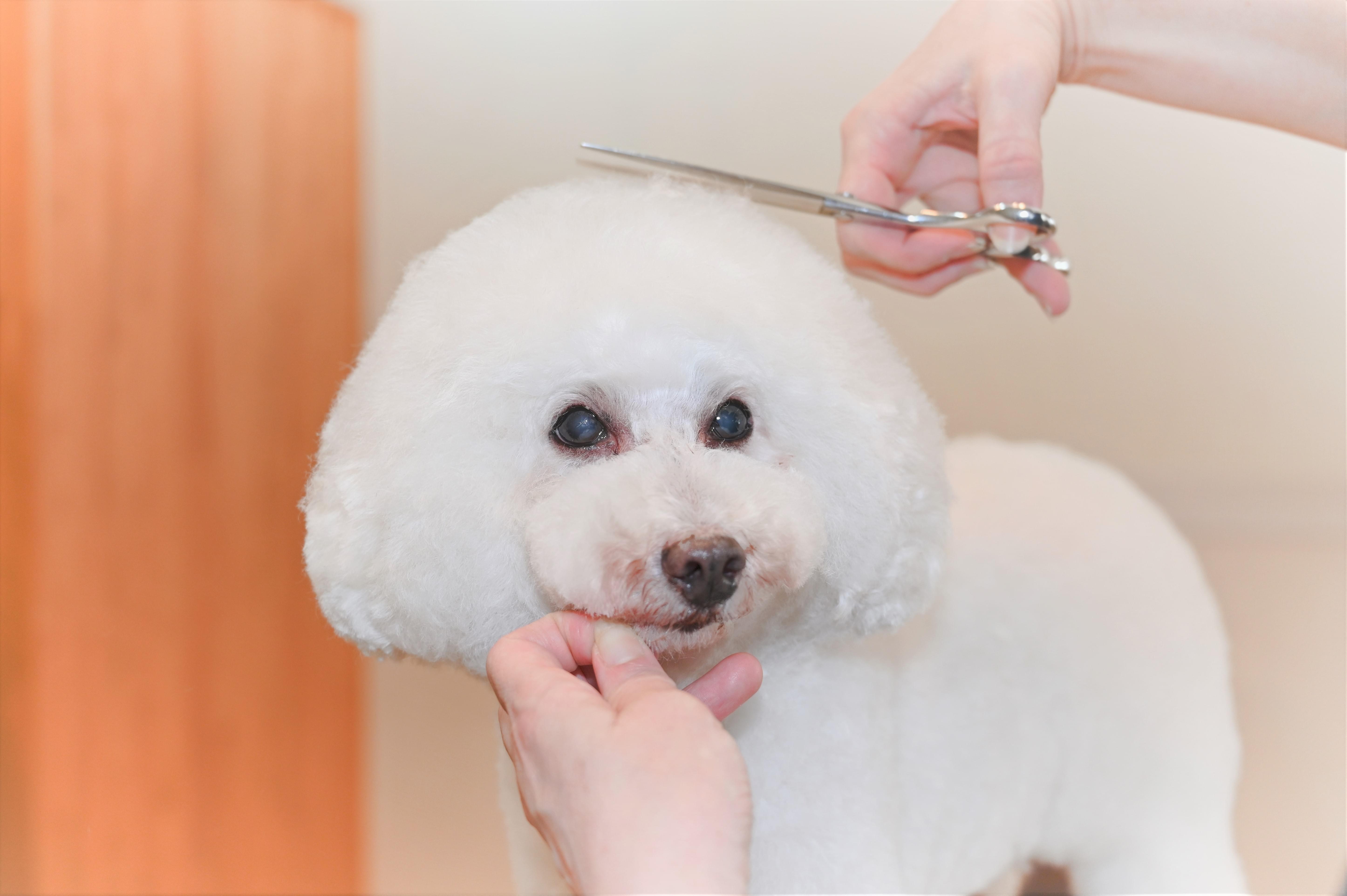 1頭1頭に寄り添ったトリミング